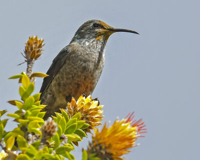 ECUADORIAN HILLSTAR ♀