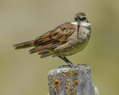 STOUT-BILLED CINCLODES