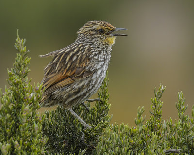MANY-STRIPED CANASTERO