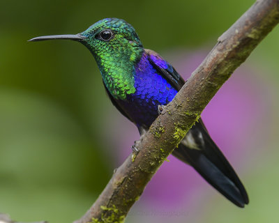 GREEN-CROWNED WOODNYMPH