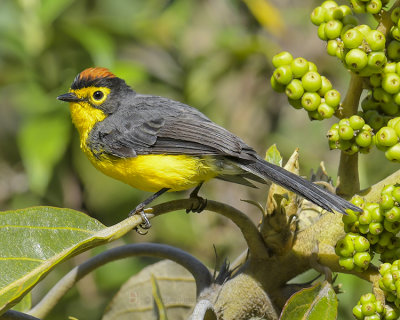 SPECTACLED WHITESTART