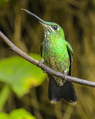 GREEN-CROWNED BRILLIANT ♀