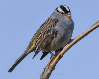 WHITE-CROWNED SPARROW