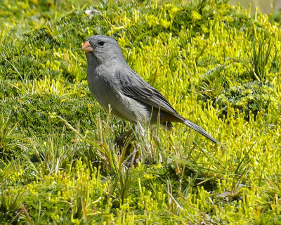 PLAIN-COLORED SEEDEATER