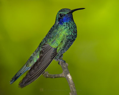 LESSER VIOLETEAR (Andean)