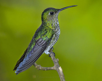 MANY-SPOTTED HUMMINGBIRD