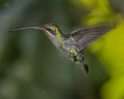 GREEN HERMIT