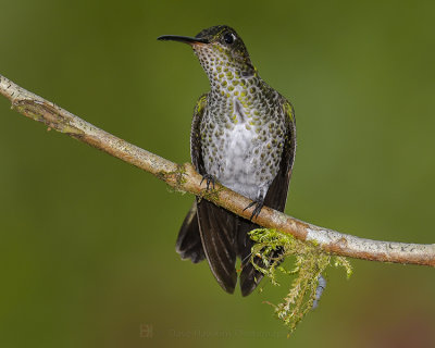 MANY-SPOTTED HUMMINGBIRD