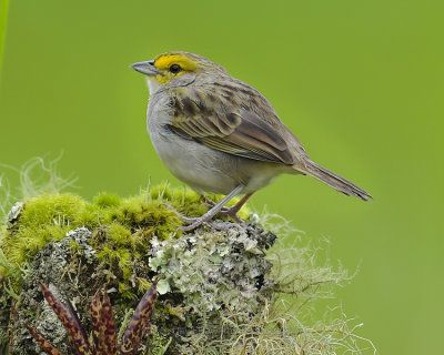YELLOW-BROWED SPARROW