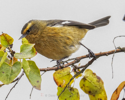 CINEREOUS CONEBILL