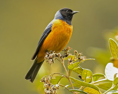 BLUE-BACKED CONEBILL