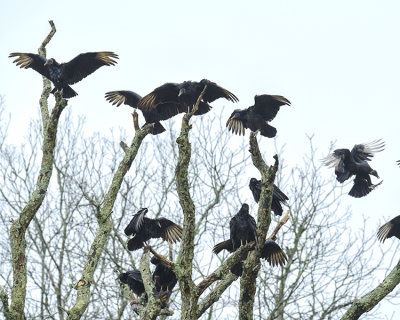 BLACK VULTURE