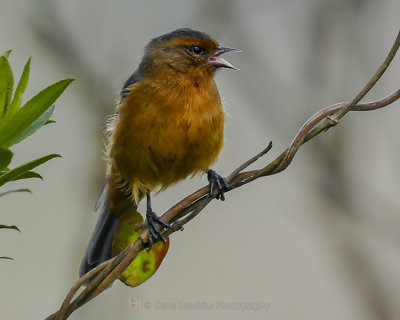 RUFOUS-BROWED CONEBILL