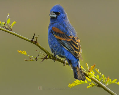 BLUE GROSBEAK