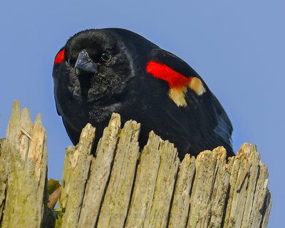 RED-WINGED BLACKBIRD