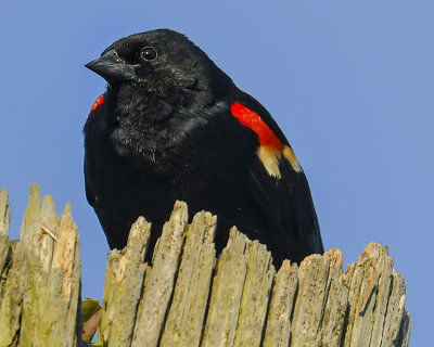 RED-WINGED BLACKBIRD