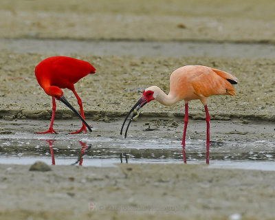 SCARLET IBIS AND IMMATURE