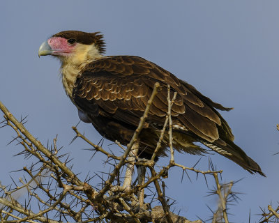 CRESTED CARACARA