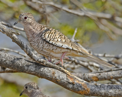 SCALED DOVE