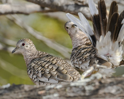 SCALED DOVE