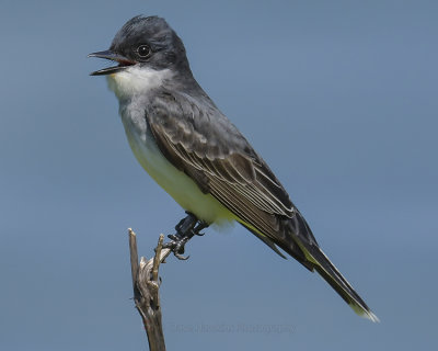 EASTERN KINGBIRD