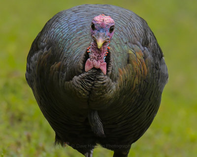 WILD TURKEY