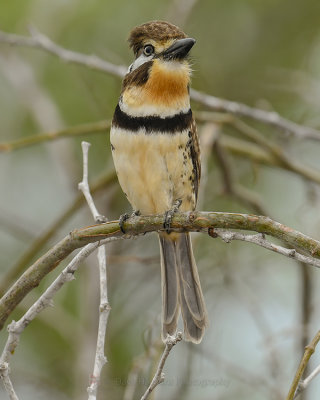 RUSSET-THROATED PUFFBIRD