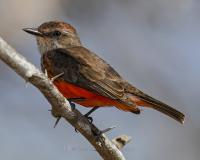 VERMILLION FLYCATCHER 