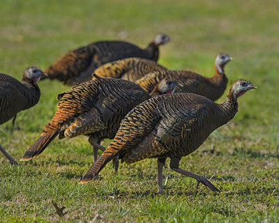 WILD TURKEY