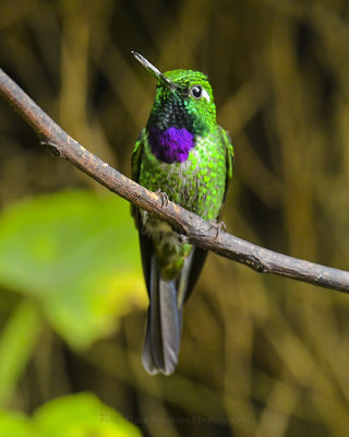 TOURMALINE SUNANGEL