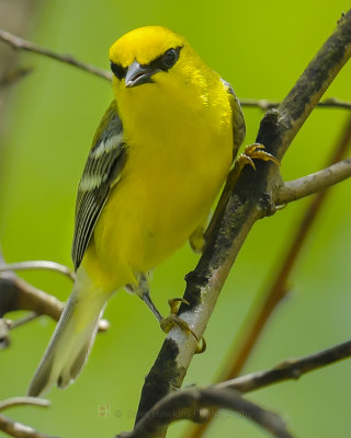 BLUE-WINGED WARBLER