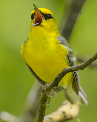 BLUE-WINGED WARBLER