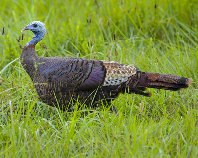 WILD TURKEY