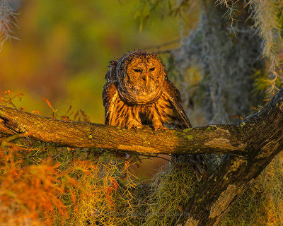 BARRED OWL