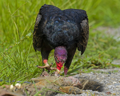 TURKEY VULTURE