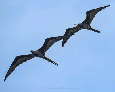 MAGNIFICENT FRIGATEBIRD