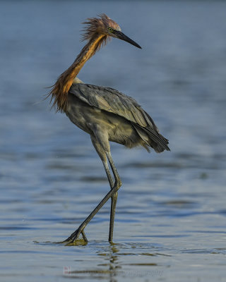 REDDISH EGRET