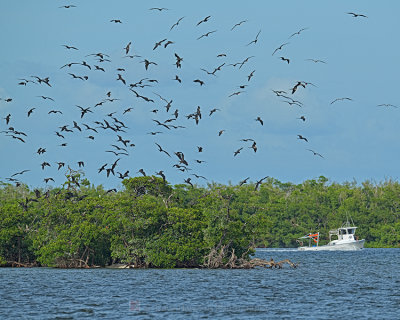 MAGNIFICENT FRIGATEBIRDS