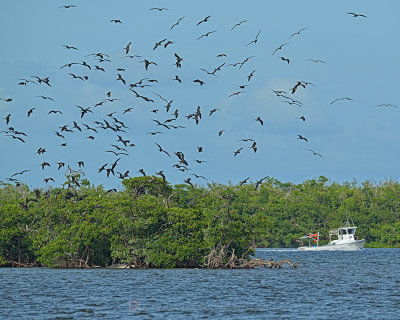 MAGNIFICENT FRIGATEBIRDS