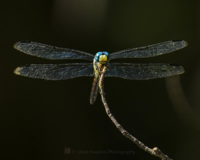 DRAGONFLY