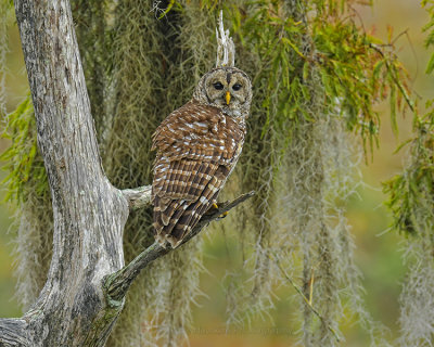 BARRED OWL