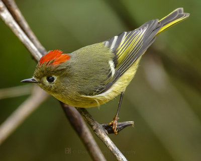 RUBY-CROWNED KINGLET