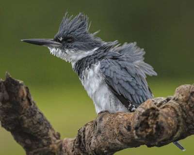 BELTED KINGFISHER ♂