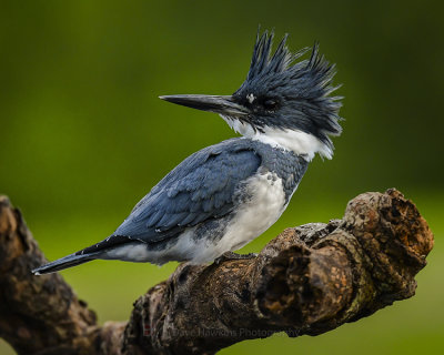 BELTED KINGFISHER ♂