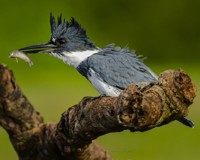 BELTED KINGFISHER ♂