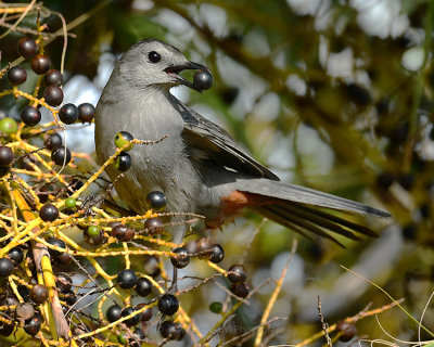 GRAY CATBIRD