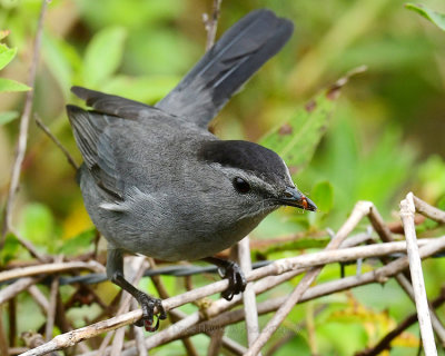 GRAY CATBIRD