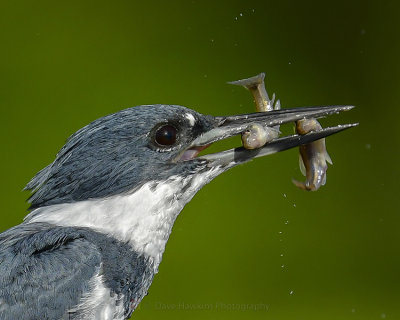 BELTED KINGFISHER ♂
