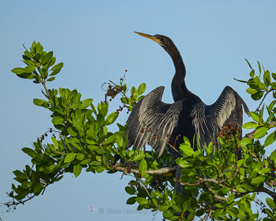 ANHINGA