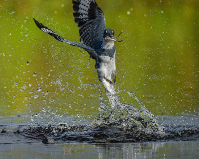 BELTED KINGFISHER ♂